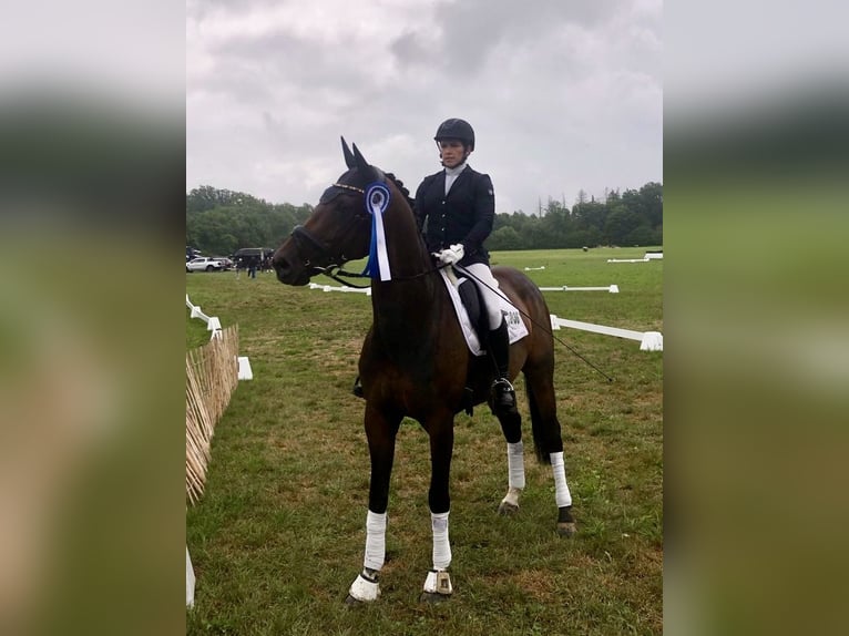 Westphalian Mare 6 years 16,1 hh Brown in Rosendahl