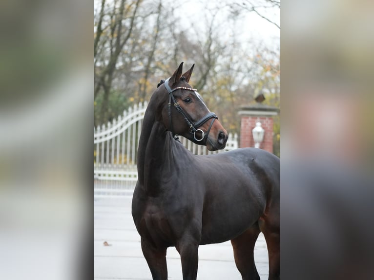 Westphalian Mare 6 years 16,1 hh Brown in RosendahlRosendahl