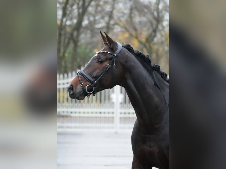 Westphalian Mare 6 years 16,1 hh Brown in RosendahlRosendahl
