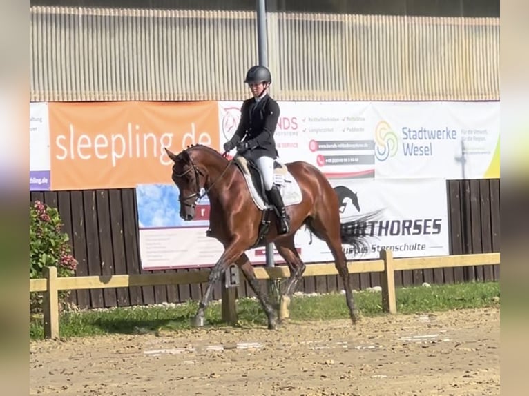 Westphalian Mare 6 years 16,1 hh Brown in Dorsten