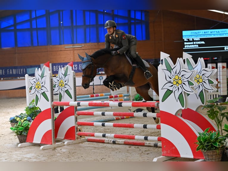 Westphalian Mare 6 years 16,1 hh Brown in Wien, Leopoldstadt Westphalian Mare 6 years 16,1 hh Brown in Wien, Leopoldstadt