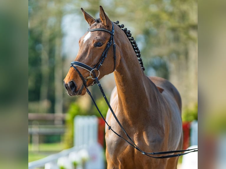 Westphalian Mare 6 years 16,1 hh Brown in Münster-Handorf