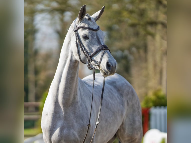 Westphalian Mare 6 years 16,1 hh Grey in Münster-Handorf