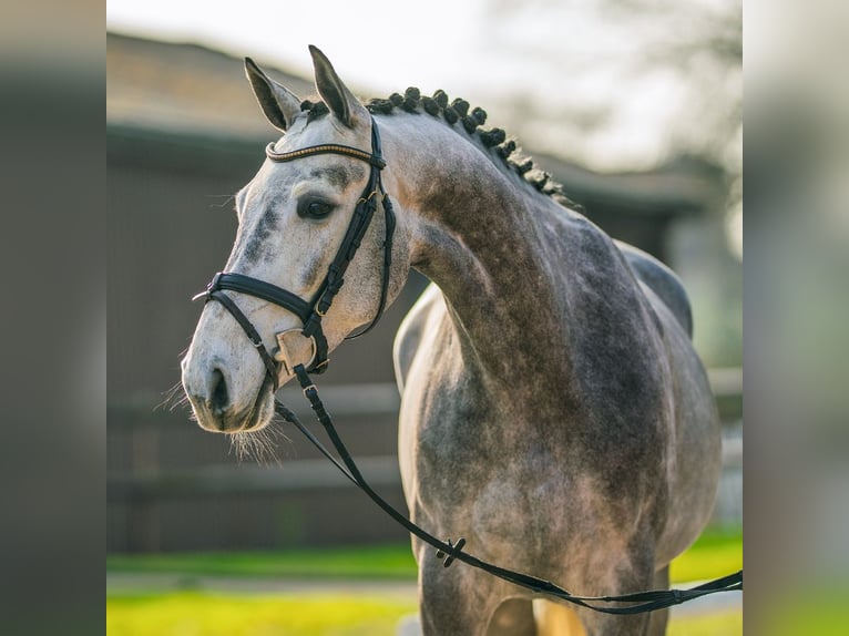 Westphalian Mare 6 years 16,1 hh Grey in Münster-Handorf
