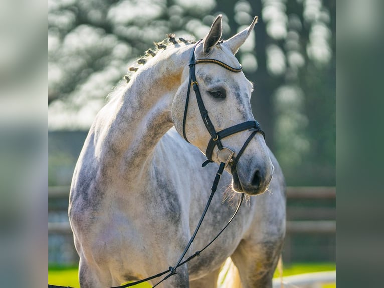 Westphalian Mare 6 years 16,1 hh Grey in Münster-Handorf