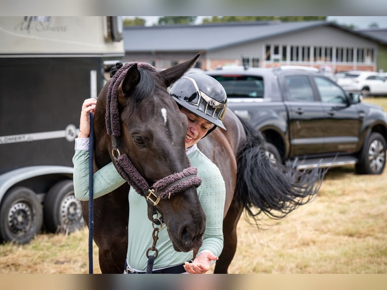 Westphalian Mare 6 years 16,1 hh Smoky-Black in Olfen