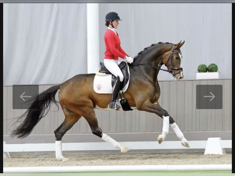Westphalian Mare 6 years 16,2 hh Bay-Dark in Neuenburg am Rhein