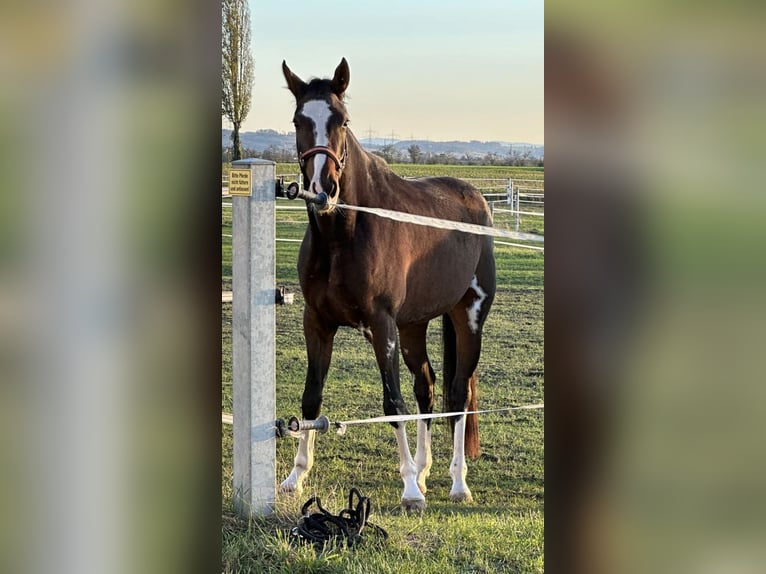 Westphalian Mare 6 years 16,2 hh Bay-Dark in Neuenburg am Rhein