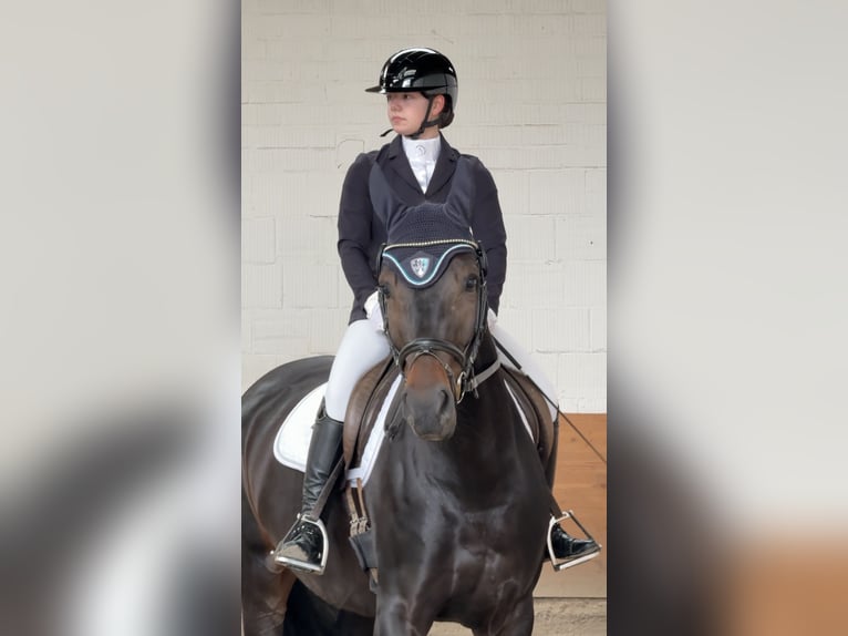 Westphalian Mare 6 years 16,2 hh Bay-Dark in Schenklengsfeld