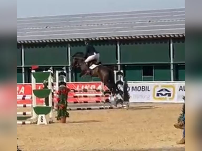 Westphalian Mare 6 years 16,2 hh Bay-Dark in Rimsting