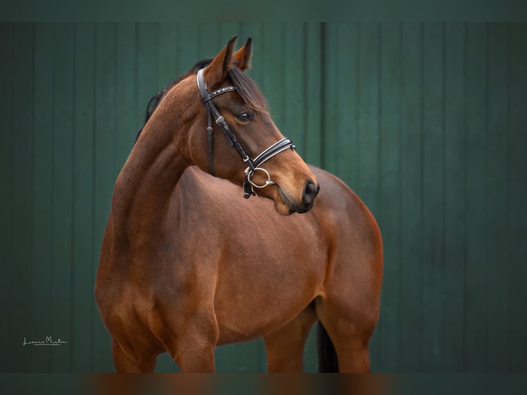 Westphalian Mare 6 years 16,2 hh Brown in Geldern