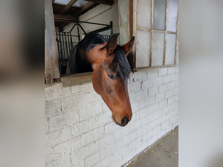 Westphalian Mare 6 years 16,2 hh Brown in Geldern