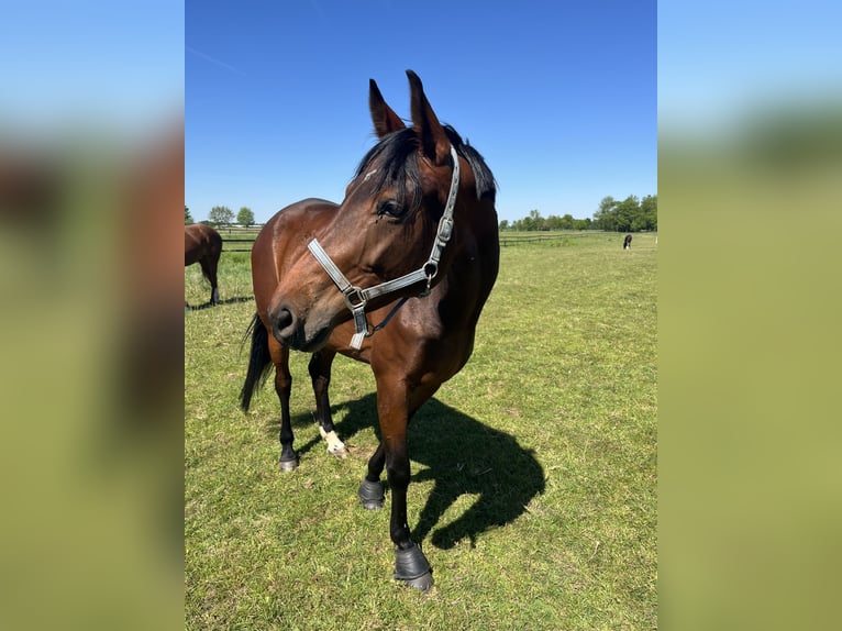 Westphalian Mare 6 years 16,2 hh Brown in Geldern