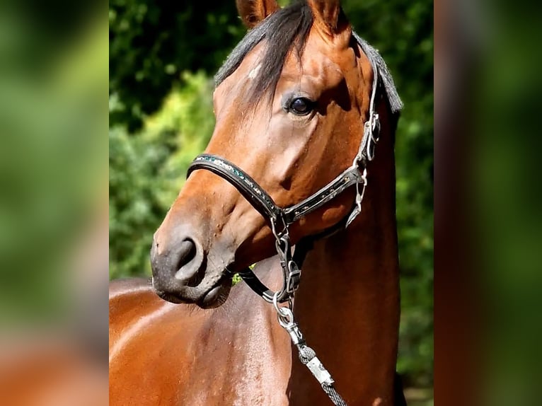 Westphalian Mare 6 years 16,2 hh Brown in Geldern