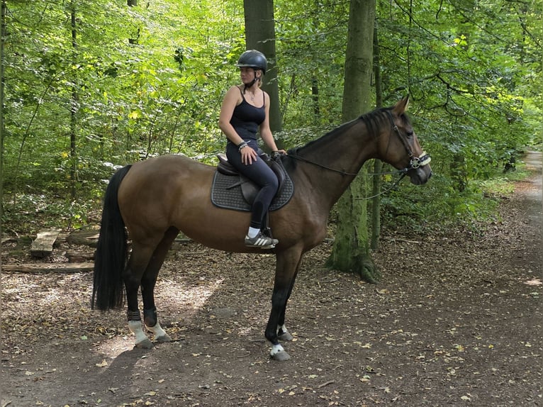 Westphalian Mare 6 years 16,2 hh Brown in Braunschweig