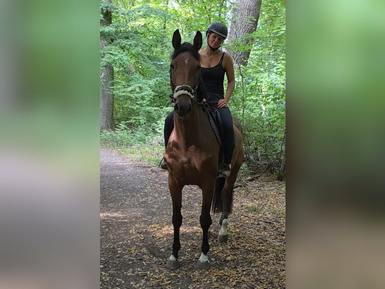 Westphalian Mare 6 years 16,2 hh Brown in Braunschweig