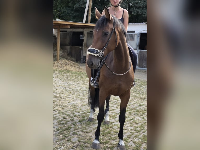 Westphalian Mare 6 years 16,2 hh Brown in Braunschweig