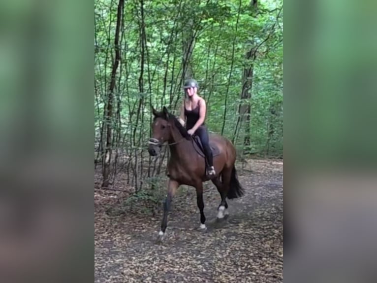 Westphalian Mare 6 years 16,2 hh Brown in Braunschweig