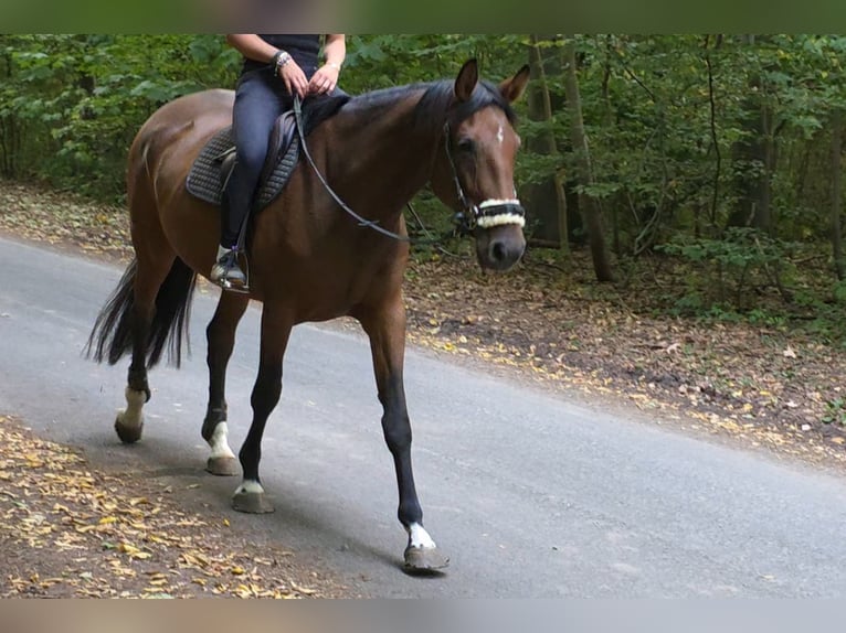 Westphalian Mare 6 years 16,2 hh Brown in Braunschweig