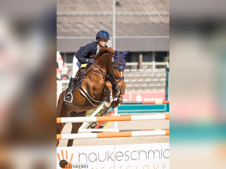 Westphalian Mare 6 years 16,2 hh Chestnut-Red in Bruchsal