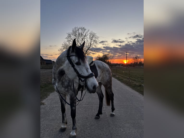 Westphalian Mare 6 years 16,2 hh Gray-Dapple in Havelberg