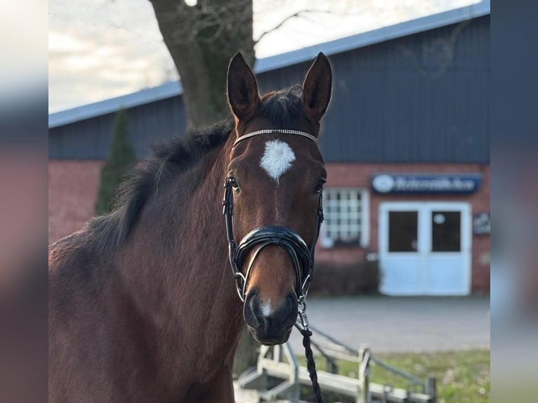 Westphalian Mare 6 years 16,3 hh Brown in Heek