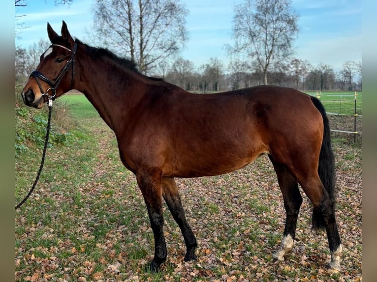 Westphalian Mare 6 years 16,3 hh Brown in Heek