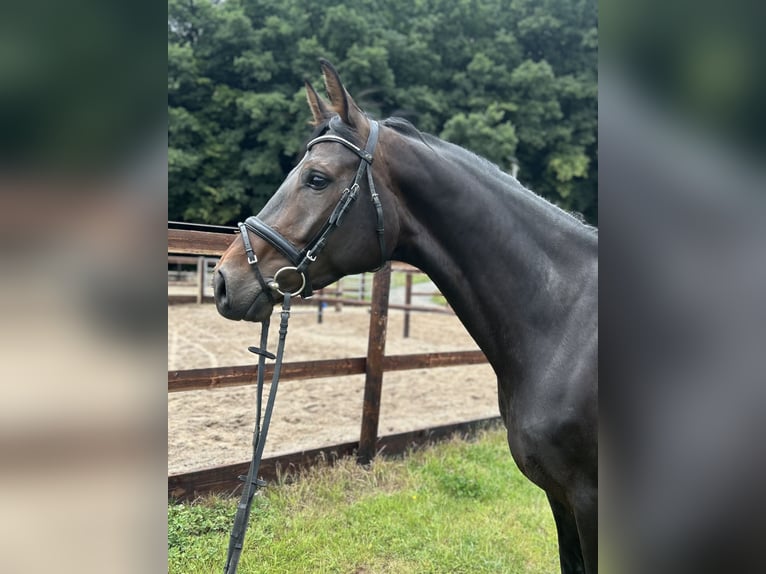 Westphalian Mare 6 years 16,3 hh in Schenklengsfeld