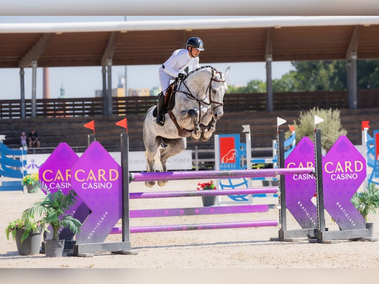 Westphalian Mare 6 years 16,3 hh Grey in Kronenberg