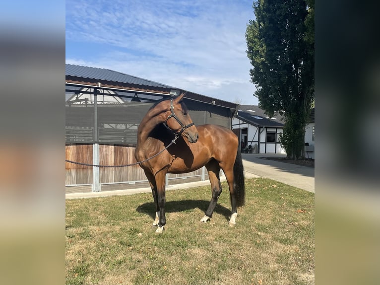 Westphalian Mare 6 years 17.1 hh Bay-Dark in Bönen