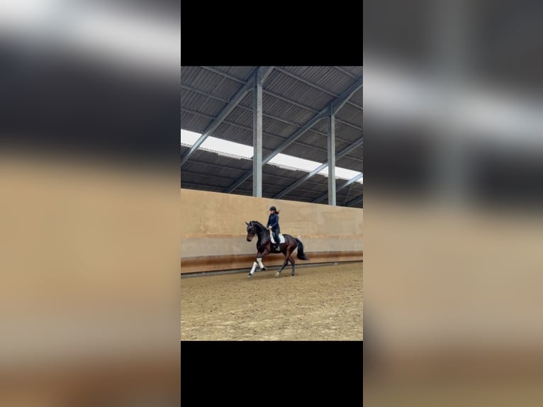 Westphalian Mare 6 years 17.1 hh Bay-Dark in Roeser