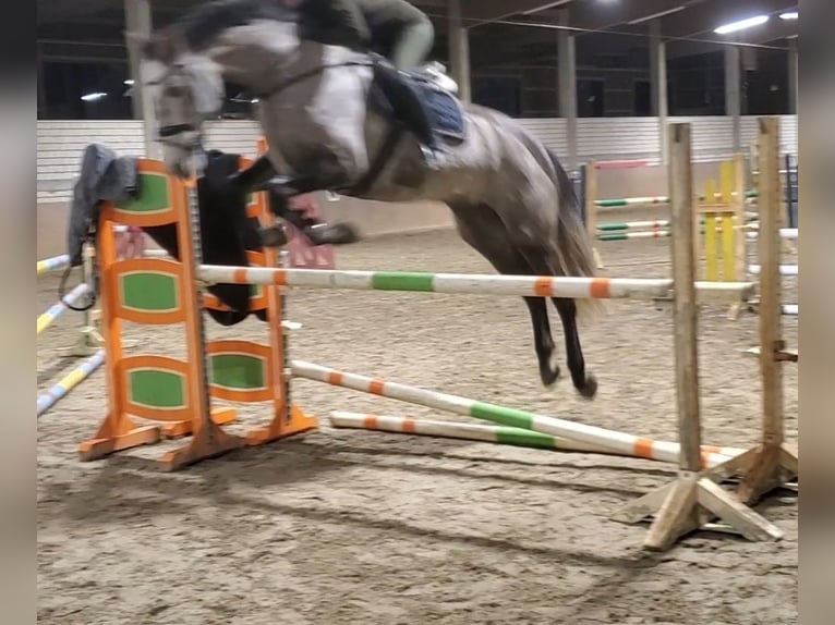 Westphalian Mare 6 years 17,1 hh Gray in Sassenberg