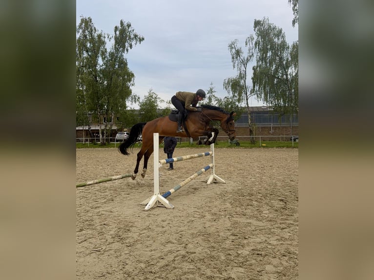 Westphalian Mare 6 years 17.2 hh Brown in Ascheberg
