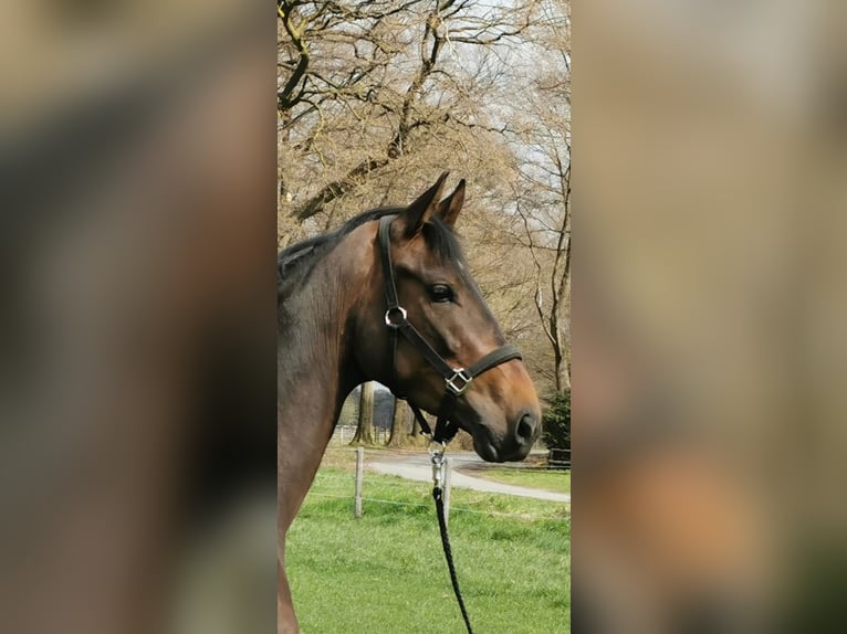 Westphalian Mare 6 years 17 hh Bay-Dark in Horstmar
