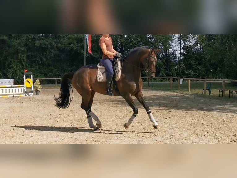 Westphalian Mare 6 years 17 hh Bay-Dark in Horstmar