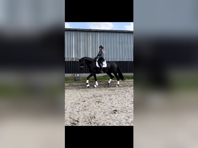 Westphalian Mare 6 years 17 hh Black in Essen