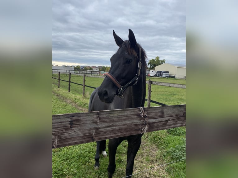 Westphalian Mare 6 years 17 hh Black in Essen