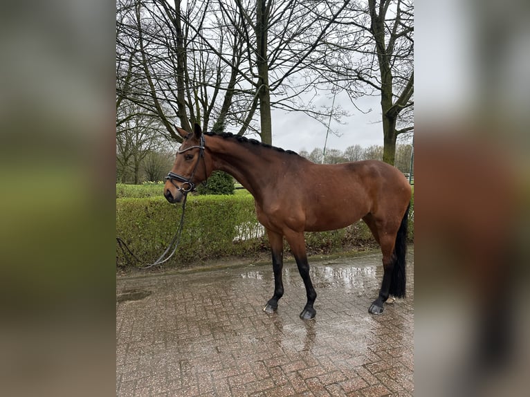 Westphalian Mare 6 years 17 hh Brown in Düsseldorf