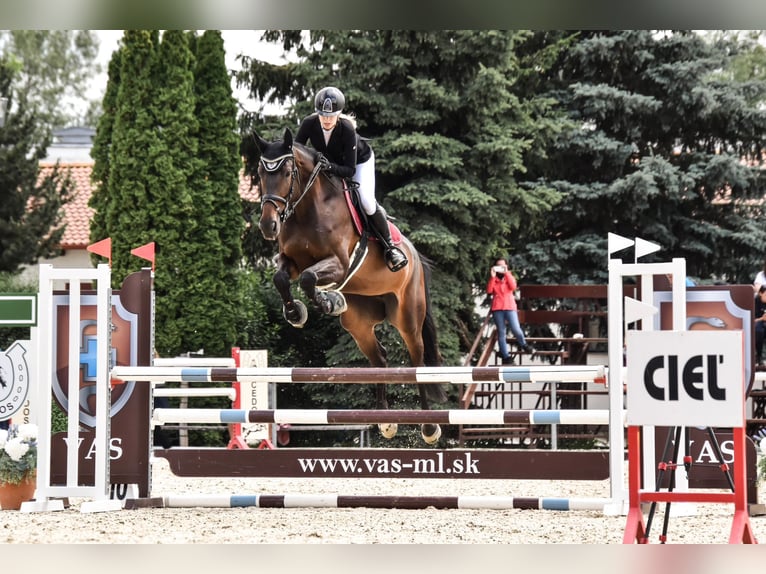 Westphalian Mare 6 years 17 hh Brown in Mote&#x161;ice