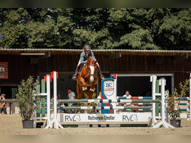 Westphalian Mare 6 years 17 hh Chestnut-Red in Kürten