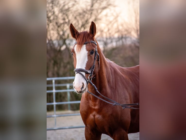 Westphalian Mare 6 years 17 hh Chestnut-Red in Kürten