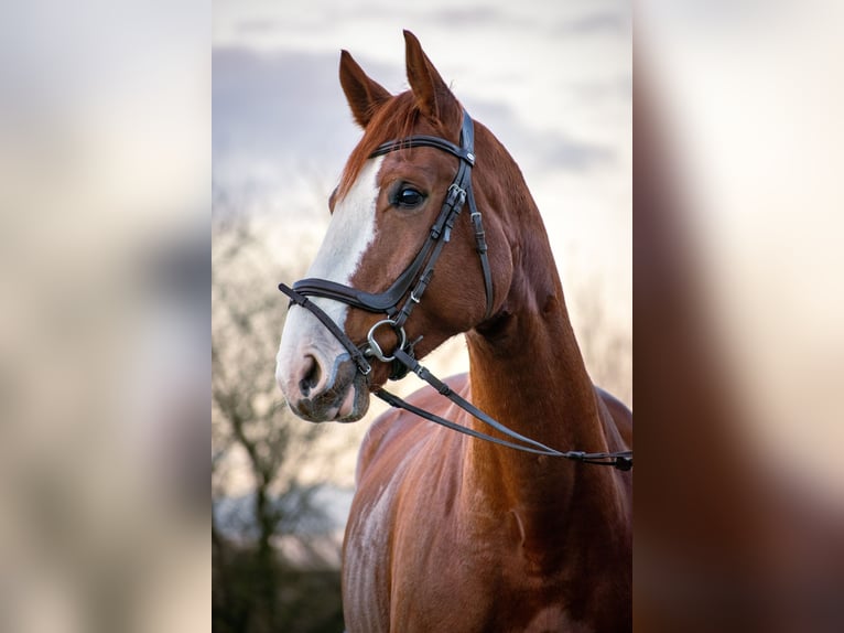 Westphalian Mare 6 years 17 hh Chestnut-Red in Kürten