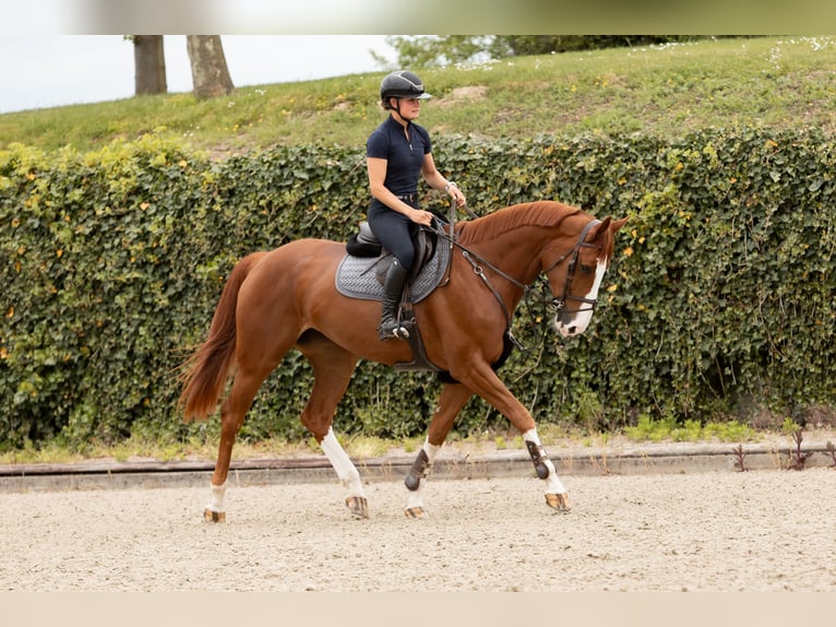Westphalian Mare 6 years 17 hh Chestnut-Red in Neunkirchen-Seelscheid