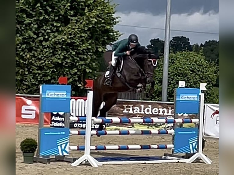 Westphalian Mare 6 years 17 hh Smoky-Black in Fürth