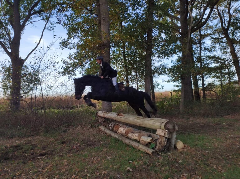 Westphalian Mare 6 years 18 hh Bay-Dark in Bünde