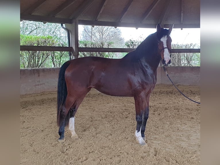 Westphalian Mare 6 years 18 hh Brown in Bad Oeynhausen