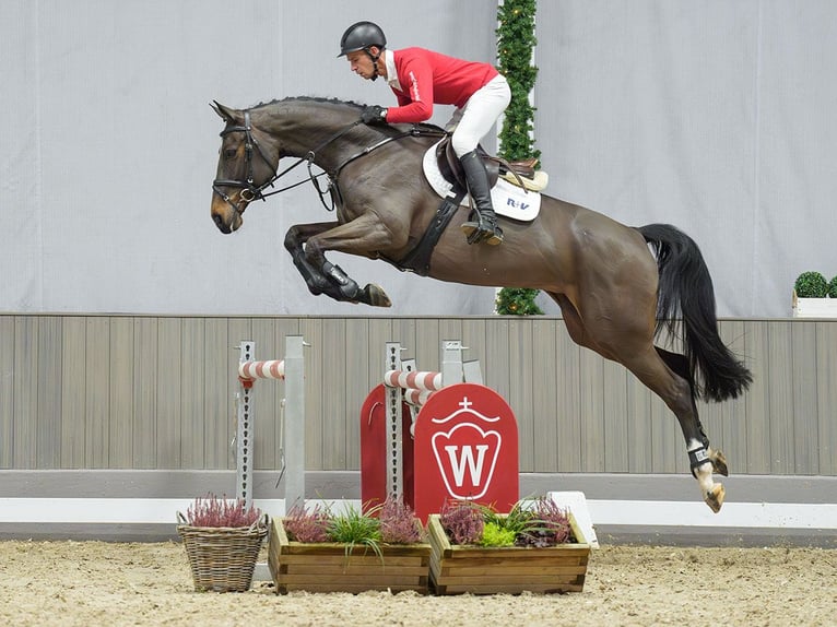 Westphalian Mare 6 years Bay-Dark in Münster-Handorf