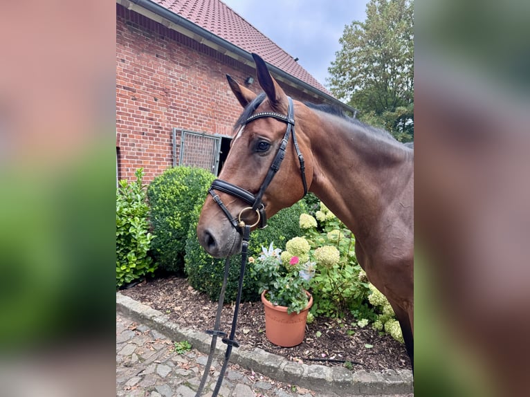 Westphalian, Mare, 6 years, Brown