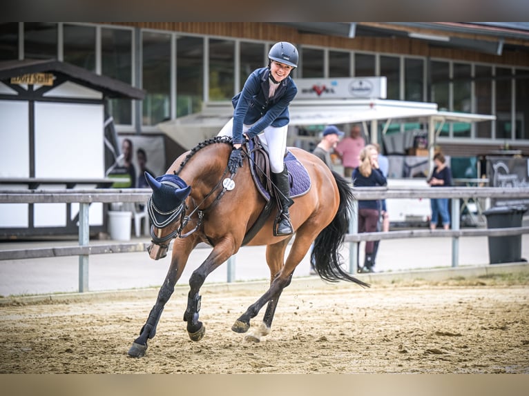 Westphalian Mare 6 years Brown in Emsdetten