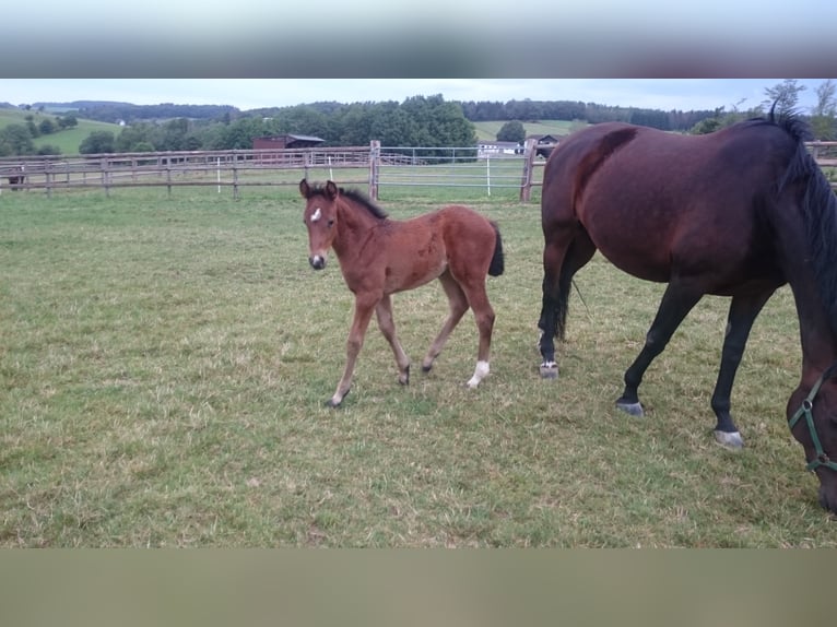 Westphalian Mare 6 years Brown in Waldbröl
